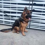 سگ ژرمن شپرد واگذاری