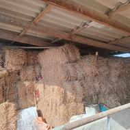 کاه جو پرسی