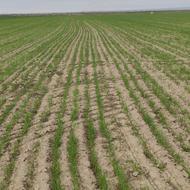 نیاز به نگهبان