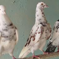 کبوترپرشی ایرانی