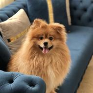 واگذاری پامر اشپیتز