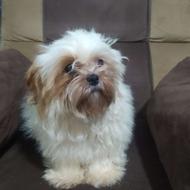 دو عدد شیتزو فلت نر و ماده