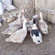 فروش غاز جوان