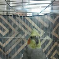 عروس هلندی بالغ زیبا