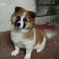 واگذاری یک قلاده پامرین اشتیپز نر