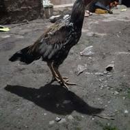 لاری نسل دار