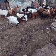 بز وبزغاله بفروش میرسد