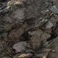 فروش فوری کود گوسفندی