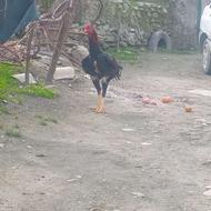 خروس لاری اصل