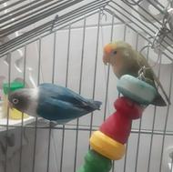 طوطی برزیلی جفت فروشی و معاوضه