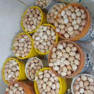 تولید و فروش کند یومورتاسی 12 تومن