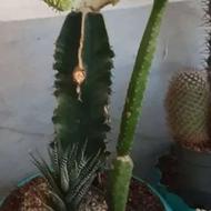 انواع گل کاکتوس و