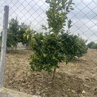 فروش زمین باغی2000 متر در مرکز شهر