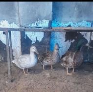 یه جفت اردک رشتی ماده دوساله تخم گذار با یه نر کلی 2800