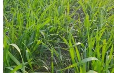 زمین کشاورزی منطقه ماهیدشت