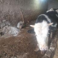 گاو سیمینتالدرجهیک