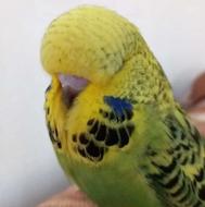 فروش جوجه مرغ عشق اینگلیسی