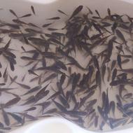 ماهی 3تا 10تومان تعداد بالا ماهی قرمز یکی 7