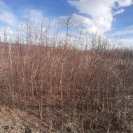 نهال بادام سنگی