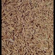 بذرنداپایکوتا75روزهبذرشیرودیبذرطارمهاشمی