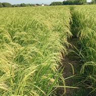 اجاره وشراکت (مناسبه)زمین کشاورز