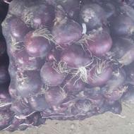 بذر پیاز درجه یک