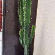 افربیا اینگنس