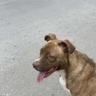 پیتبول تریر اصیل