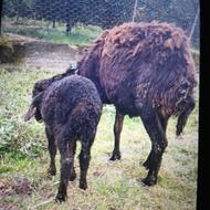 گوسفند وره مار