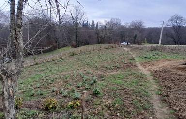 فروش زمین کشاورزی