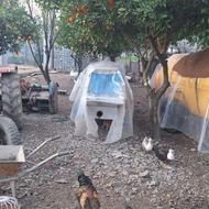 حرس کاری و سمپاشی باغ خودرا بمابسپارید