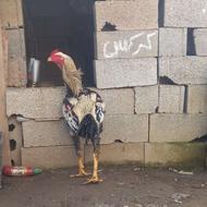 3 عدد خروس لاری