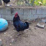 خروس محلی خیلی عالی