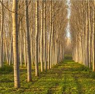 خریدار چوب باغی