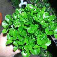 سبزه نارنج گلدان 12