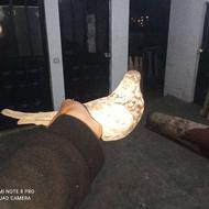 کبوتر کفتر آث