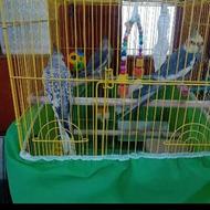 طوطی عروس هلندی