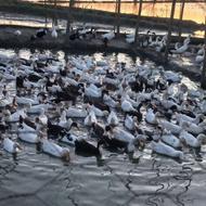 اردک بیجاری گوشتی وتخم گذار