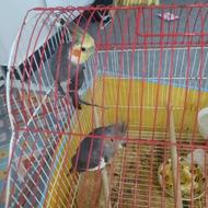 عروس هلندی بالغ