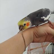 عروس هلندی بالغ