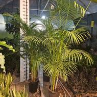 نخل اریکا سایز بزرگ