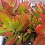 این‌کاکتوسها‌به‌فروش‌می‌رسد