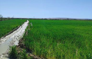 فروش زمین کشاورزی آبی