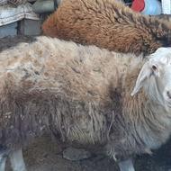 بره نر سفید