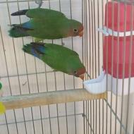 کوتوله برزیلی بالغ