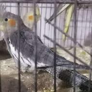 عروس هلندی جوجه