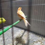 قناری نر سرخ