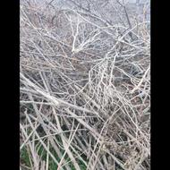 سرشاخه درخت هرس شده بسته بندیشده