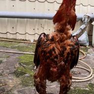 تاج مهر اصیل