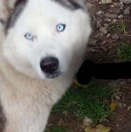 واگذاری دوقلاده سگ خونگی